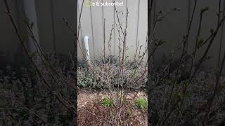 Update on Dwarf Juliet Cherry Tree GurneysSeed growyourownfood [upl. by Upali]