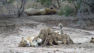 NEW UPDATE All 7 lion cubs alive and well [upl. by Hailey]