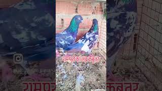 original Rampuri kabutar subscribe pigeon viralvideo shortvideo kabootar birds [upl. by Patman779]