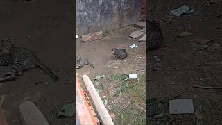 Kitti apne mammi ke sath cat cutecat catlover shortvideo friday cat [upl. by Nylarac]