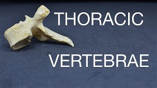 Thoracic Vertebrae  Anatomy  Bangla [upl. by Tung680]