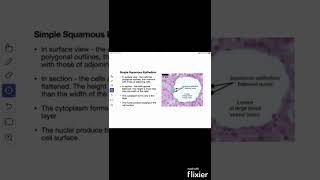 Simple Squamous Epithelium shorts Anatomy mbbs education [upl. by Jamel240]