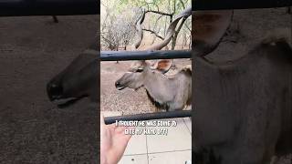 Almost got my hand bitten off by a Kudu africawildlife krugernationalpark animals [upl. by On]