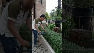 Makita  DUH606 hedge trimmer performance foryou makitacordlesstools gardentools [upl. by Plantagenet]