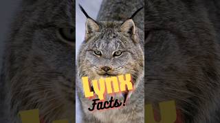 5 Canadian Lynx Facts lynx shortsfeeds wildlifefacts canadianlynx [upl. by Gar]