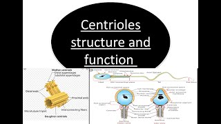 Centrioles structure and function lecture2019 [upl. by Barbara]