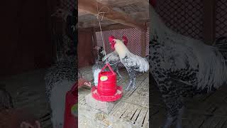 Egyptian Fayoumis Chicken  Sound To Stop Rooster Crowing [upl. by Fritts213]