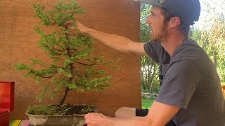 Spruce Bonsai Styling  Small Norway Maple Bonsai [upl. by Alex]