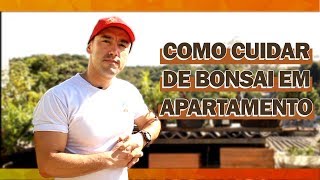 COMO CUIDAR DE BONSAI EM APARTAMENTO [upl. by Keefer347]