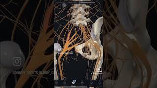 What is Sciatica Nerve backpain discbulges sciaticasymptoms sciatica [upl. by Itsirk]