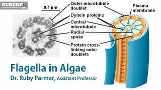 Flagella in Algae  BSc MSc [upl. by Karb697]