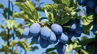 Stanley PrunePlum Tree Prunus domestica [upl. by Yrral308]