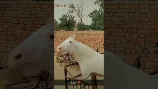 Ya to galat hua 🤨😔 horse animals vlog subscribe horseing horseracing horsebred horsesports [upl. by Enenaej]