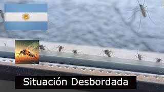 Brote Histórico de Dengue en Argentina y Mosquitos Modificados [upl. by Trisha]