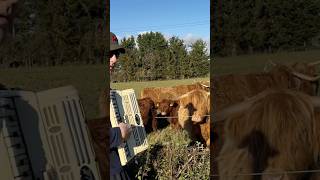 Playing French Accordion To Scottish Cows accordion [upl. by Enilec505]