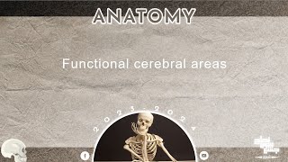 L8 Cerebral cortex Functional cerebral areas  Anatomy [upl. by Atnom]