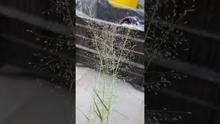 How to Identify Ornamental Grass🌱  shortvideo youtubevideo [upl. by Iharas]