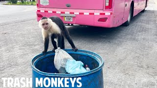 COSTA RICA  TRASH MONKEYS  Leaving Manuel Antonio [upl. by Loggins]