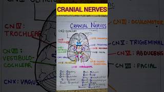 12 Cranial nerves and function  ANATOMY AND PHYSIOLOGY cranialnerves shorts [upl. by Murielle742]