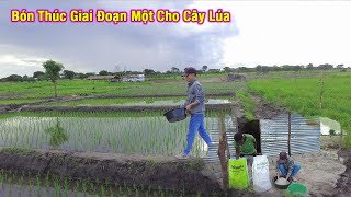 Linh Philip  Bón Thúc Giai Đoạn Đầu Cho Cây Lúa Sau Khi Cấy Được 2 Tuần [upl. by Ahsilaf671]