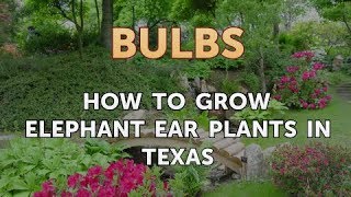 How to Grow Elephant Ear Plants in Texas [upl. by Zetrom]