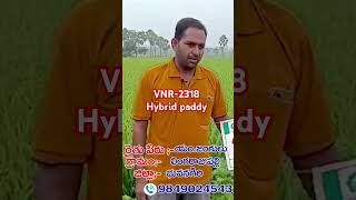 VNR2318 Hybrid paddy farmer opinionagriculture [upl. by Enairb67]