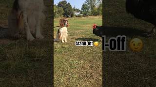 Cockerel eye’s up Spaniel…backyardchickens springerspaniel putdoorlife [upl. by Dnilazor]