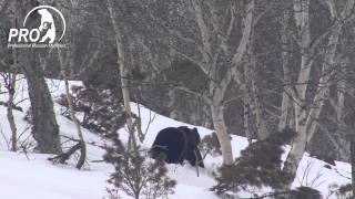 Kamchatka Bear 2014 trailer [upl. by Aiem]