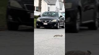 Adorable Squirrel Crossing the Street shorts squirrel [upl. by Anaic400]