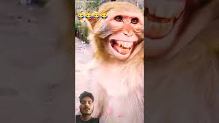 Funny videos monkey comedy funny animals cute buttermochi funnymemes duet comedymovies [upl. by Fairfax]