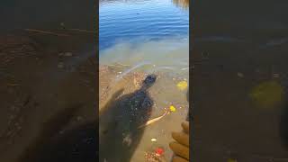 Helping cleaning up the Chesapeake Bay one piece of trash at a time chesapeakeliving chesbay [upl. by Jeggar279]