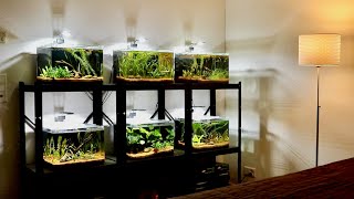 Feeding All My Betta Fish  Compilation For Betta Lovers [upl. by Mavilia]