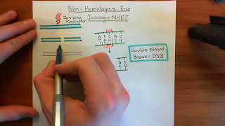 NonHomologous End Joining Part 1 [upl. by Esinart]