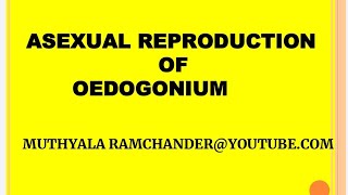 Oedogonium asexual reproduction for english medium [upl. by Adnolaj767]