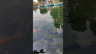 Melihat ikan dewa di Balong Cigugur shortvideo [upl. by Aidole]