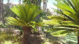 Cycas revoluta 12331 [upl. by Narik]