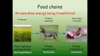 B1 Interdependence  Feeding amp Energy [upl. by Enerol863]