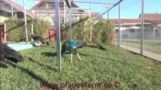 Pavo Muticus Imperator 131208 Cäsar [upl. by Steady]