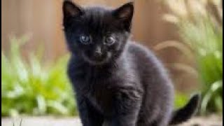 7 FACTS About BLACK CATSLuck Are They Adopted Less OftenAre They Bad Cats cat catbehavior [upl. by Assenad]