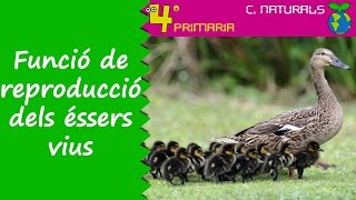 Ciències de la Naturalesa 4t Primària Tema 4 Funció de reproducció en els éssers vius [upl. by Felita]