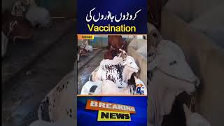 Vaccination of millions of animals shorts sindhgoverment vaccination [upl. by Allemahs373]