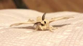 Adorable fuzzy silk moth [upl. by Mcgurn]