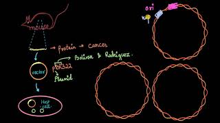 Parts of cloning vector ori rop cloning site markers  Biotechnology  Biology  Khan Academy [upl. by Ahsi]