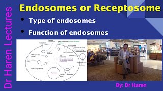 Endosomes or Receptosome [upl. by Nylekcaj]