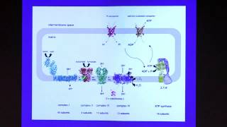 ATP Synthase the Understood the Uncertain and the Unknown Part 1 of 5 [upl. by Caresse213]