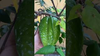 Panen belimbing jumbo dalam pot buah kebunrumah [upl. by Legge]