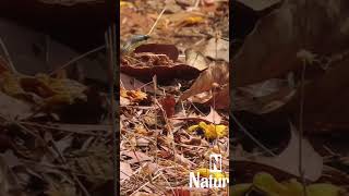 nature  snake  reptile  forest  beautiful scenery  relaxing clip  PT 3  EP 4  🐍🏞️🌄🤩😍🥰❤️💕 [upl. by Oulman]