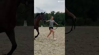 His dapples ❤️🤩 horse edit jump inlove horseenthusiast horselover ponies horseriding [upl. by Klapp]