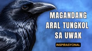 Paano Namuhay Tulad ng Uwak Raven  Kwento ng Uwak sa Bibliya  Kuwento sa Bibliya [upl. by Rubia440]