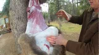 How To Skin An Elk In TEN Minutes [upl. by Tiram977]